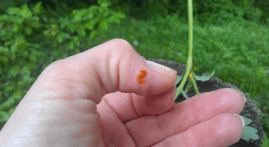 Clandine géint Papilloma